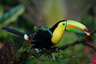 Costa Rica Vogel